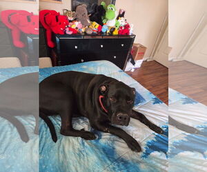 American Pit Bull Terrier-Labrador Retriever Mix Dogs for adoption in Chandler, AZ, USA