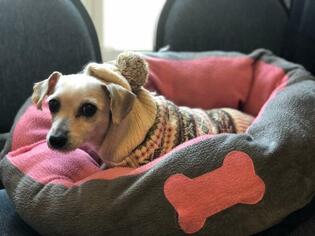 Bichon Frise Dogs for adoption in Danbury, CT, USA