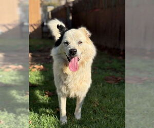 Australian Shepherd-Unknown Mix Dogs for adoption in Riverside, CA, USA