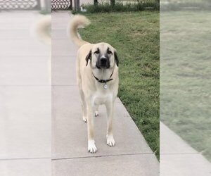 Anatolian Shepherd Dogs for adoption in Winter Park, CO, USA