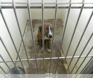Mountain Cur-Unknown Mix Dogs for adoption in Pikeville, KY, USA