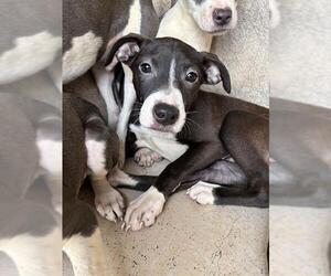 American Pit Bull Terrier-Unknown Mix Dogs for adoption in Oklahoma City, OK, USA