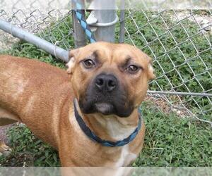 Boxer Dogs for adoption in Tarboro, NC, USA