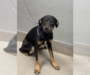German Shepherd Dog-Unknown Mix Dogs for adoption in Las Vegas, NV, USA