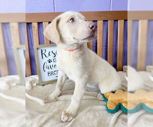 Golden Labrador Dogs for adoption in Genesee, WI, USA