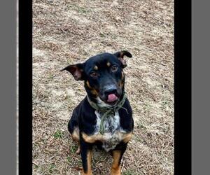 Rottweiler-Unknown Mix Dogs for adoption in Alexandria, VA, USA