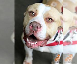 American Bandogge Dogs for adoption in Roanoke, VA, USA