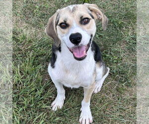 Beagle-Unknown Mix Dogs for adoption in Batavia, OH, USA