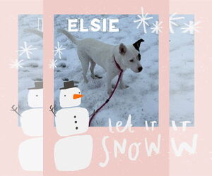 Mutt Dogs for adoption in Walnutport, PA, USA