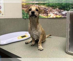 Chihuahua-Unknown Mix Dogs for adoption in Moreno Valley, CA, USA