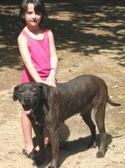 Plott Hound Dogs for adoption in Cochran, GA, USA