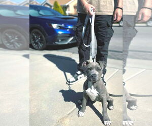 American Pit Bull Terrier Dogs for adoption in MIDWAY, UT, USA