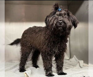 Affenpinscher-Poodle (Standard) Mix Dogs for adoption in Fremont, CA, USA