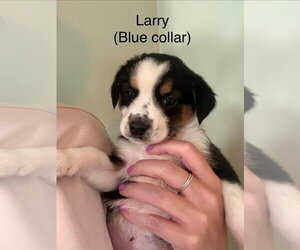 Australian Shepherd-Unknown Mix Dogs for adoption in Aurora, IN, USA
