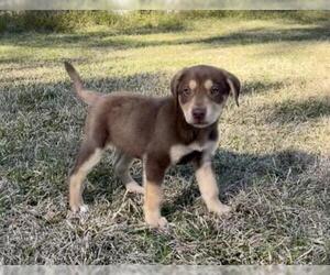 Australian Shepherd-Siberian Husky-Unknown Mix Dogs for adoption in Katy, TX, USA