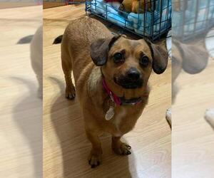 Chiweenie Dogs for adoption in Vallejo, CA, USA