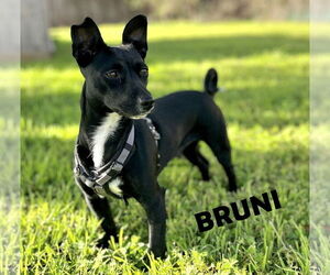 Basenji-Dachshund Mix Dogs for adoption in HOUSTON, TX, USA