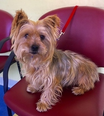 Silky Terrier Dogs for adoption in Fremont, CA, USA