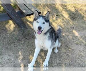 Siberian Husky Dogs for adoption in Orange, CA, USA