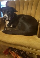 Border Collie-Unknown Mix Dogs for adoption in Guilford, CT, USA