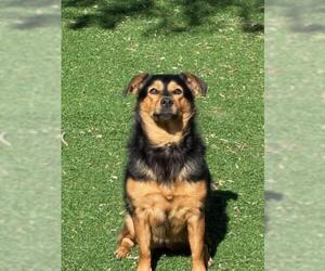 Cardigan Welsh Corgi-Dachshund Mix Dogs for adoption in Fremont, CA, USA