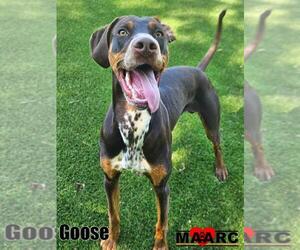 Dalmatian-Doberman Pinscher Mix Dogs for adoption in Maryville, TN, USA
