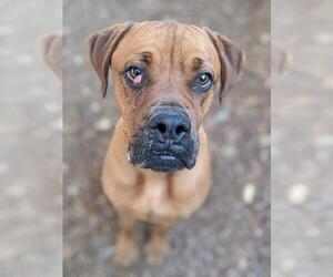 Boxer-Unknown Mix Dogs for adoption in Canutillo, TX, USA