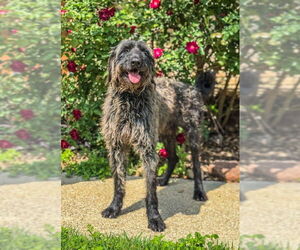 Retriever -Unknown Mix Dogs for adoption in PIPE CREEK, TX, USA