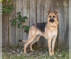 German Shepherd Dog Dogs for adoption in Montgomery, AL, USA