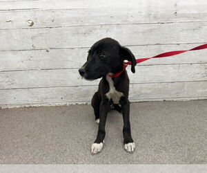 American Pit Bull Terrier-Unknown Mix Dogs for adoption in San Bernardino, CA, USA