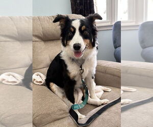 Australian Shepherd-Unknown Mix Dogs for adoption in Boston, MA, USA