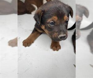 German Shepherd Dog-Unknown Mix Dogs for adoption in Houston, TX, USA