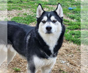 - Mix Dogs for adoption in Walnutport, PA, USA