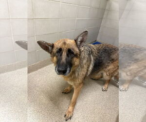 German Shepherd Dog Dogs for adoption in Virginia Beach, VA, USA