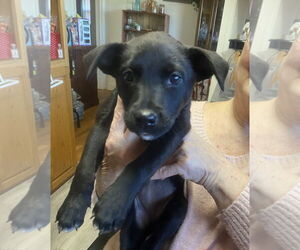 Australian Shepherd-Doberman Pinscher Mix Dogs for adoption in Pottstown, PA, USA