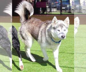 Siberian Husky-Unknown Mix Dogs for adoption in Grass Valley, CA, USA