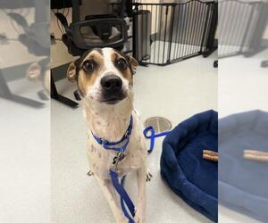 Mutt Dogs for adoption in Boston, MA, USA