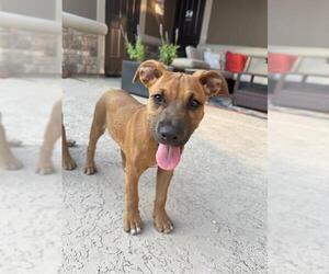 Black Mouth Cur-Unknown Mix Dogs for adoption in Pasadena, TX, USA