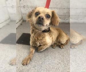 Chihuahua Dogs for adoption in San Bernardino, CA, USA