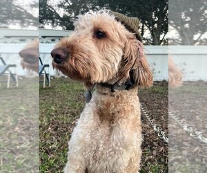 Goldendoodle Dogs for adoption in Valrico, FL, USA