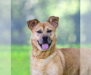 Mutt Dogs for adoption in Unionville, PA, USA