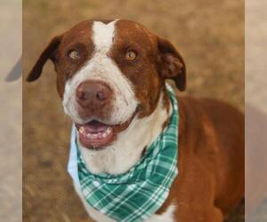 Masti-Bull Dogs for adoption in San Antonio, TX, USA