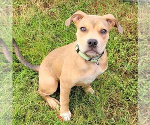 American Staffordshire Terrier-Unknown Mix Dogs for adoption in Bethesda, MD, USA