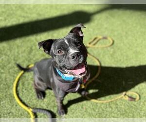 American Pit Bull Terrier-Chinese Shar-Pei Mix Dogs for adoption in Las Vegas, NV, USA
