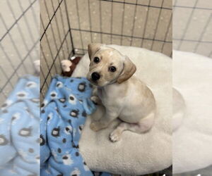 Mutt Dogs for adoption in Mundelein, IL, USA