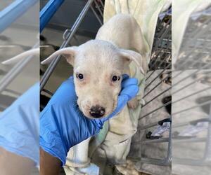 Labrador Retriever Dogs for adoption in Tallahassee, FL, USA
