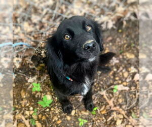 Mutt Dogs for adoption in Vail, AZ, USA
