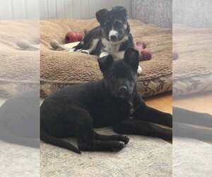 German Shepherd Dog-Unknown Mix Dogs for adoption in Woodbury, NY, USA