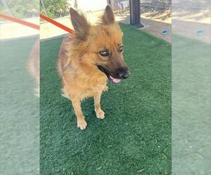 German Shepherd Dog-Unknown Mix Dogs for adoption in HESPERIA, CA, USA