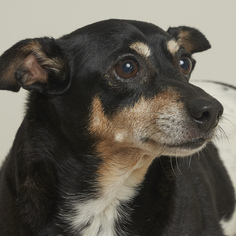 Rat Terrier Dogs for adoption in Eden Prairie, MN, USA